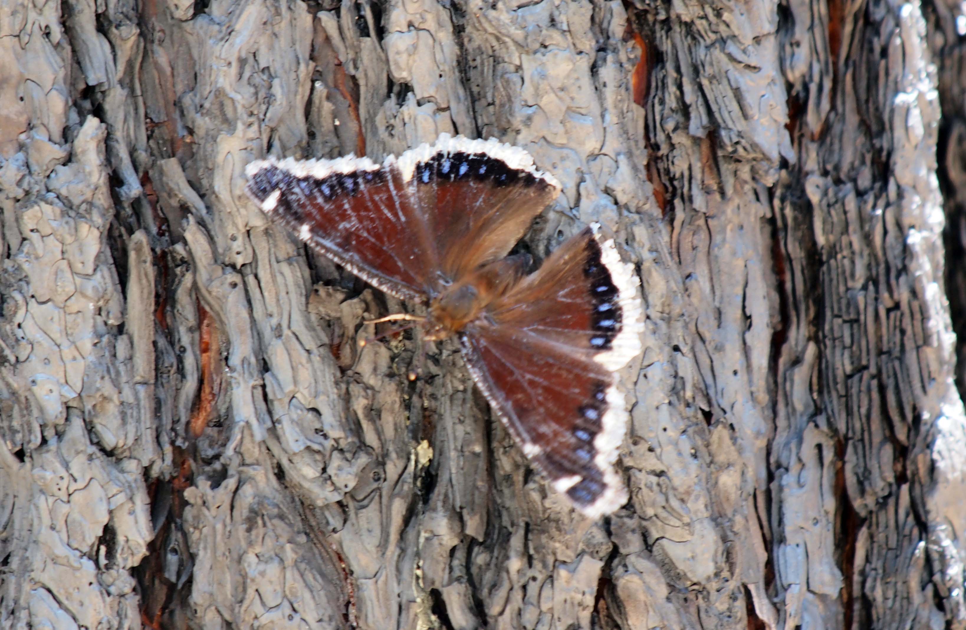 mourningcloak